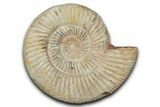 Jurassic Ammonite (Perisphinctes) Fossil - Madagascar #337688-1